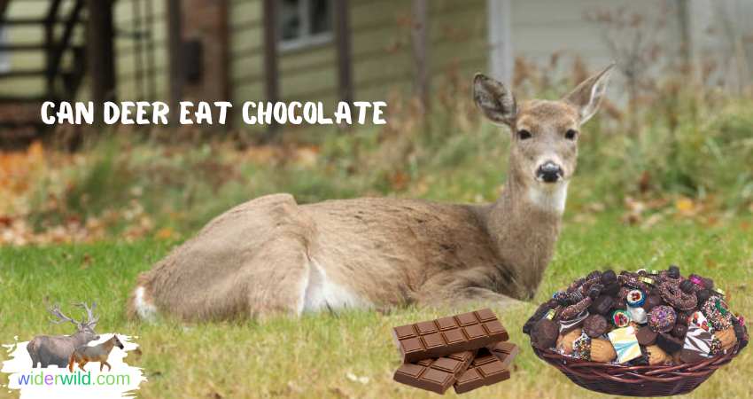 can deer eat chocolate