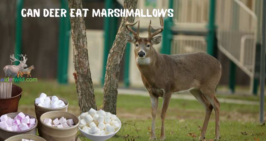 can deer eat marshmallows
