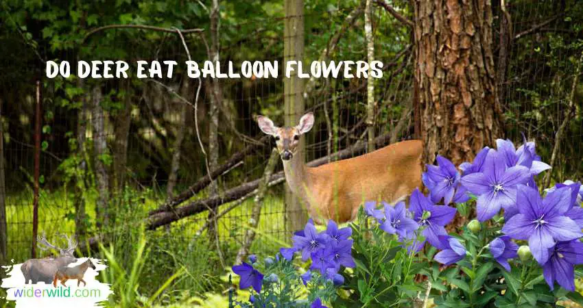 do deer eat balloon flowers