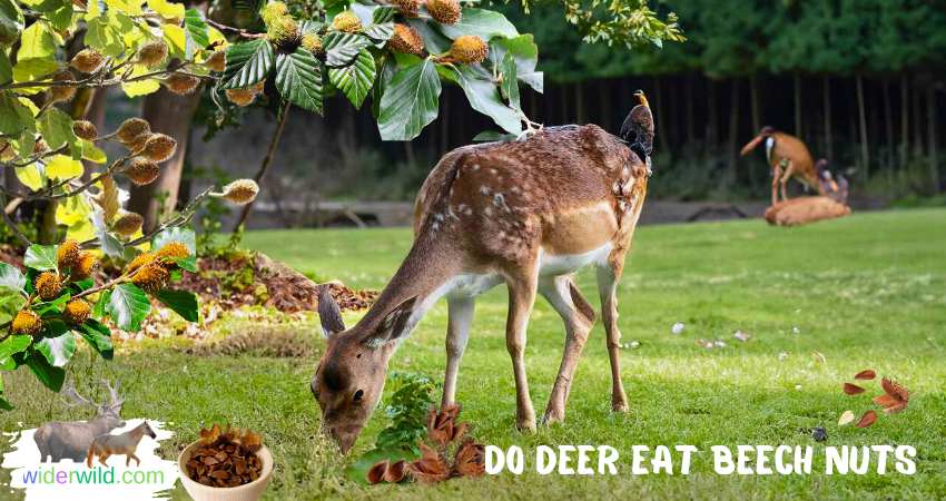 do deer eat beech nuts
