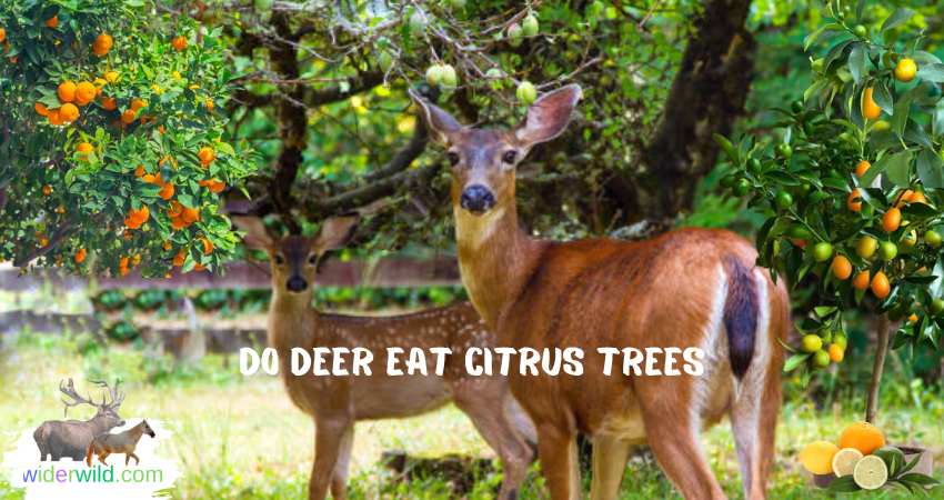 do deer eat citrus trees