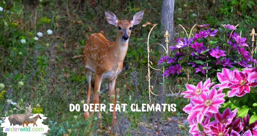 do deer eat clematis