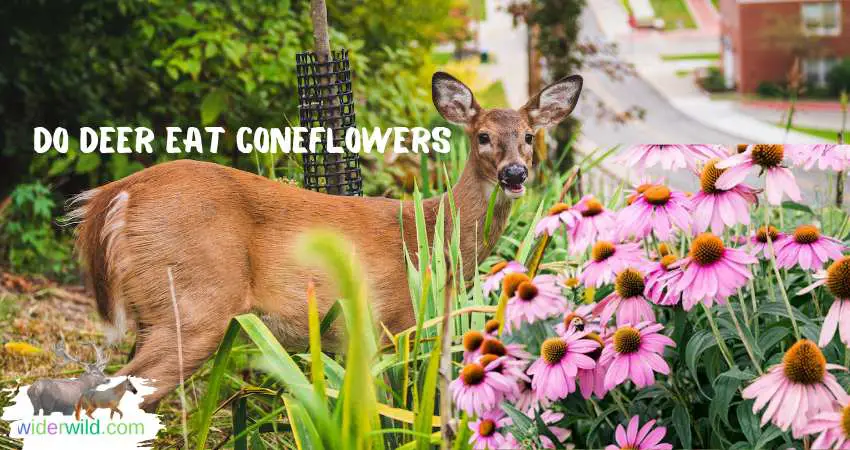 Do Deer Eat Coneflowers?