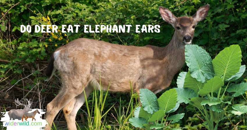 do deer eat elephant ears