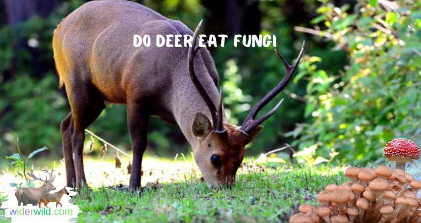Do Deer Eat Fungi