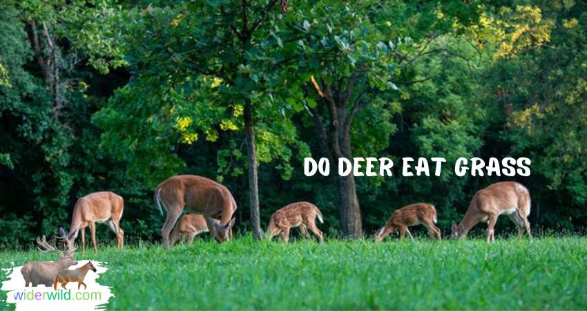 do deer eat grass