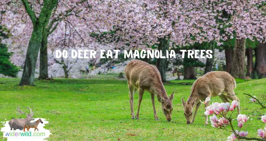 Do Deer Eat Magnolia Trees