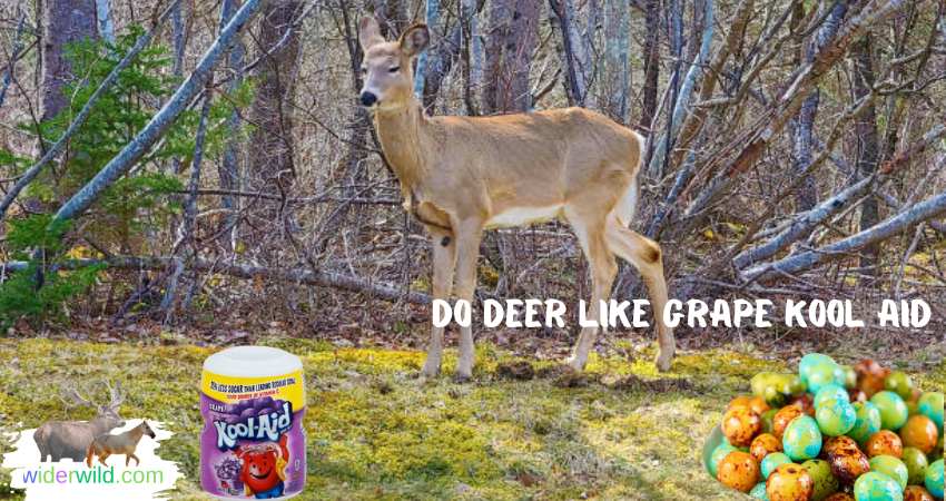 do deer like grape kool aid
