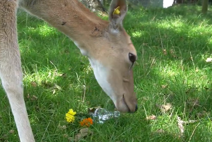 Understanding The Feeding Habits Of Deer