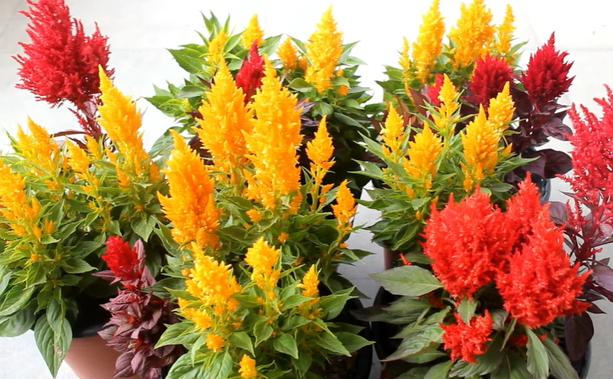 Do Deer Eat Celosia Flowers? Two combination of red and yellow color