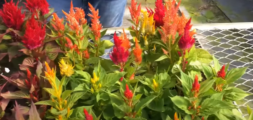 Scientific Evidence And Studies On Deer's Consumption Of Celosia Flowers