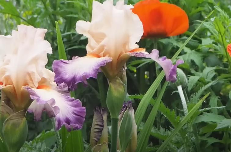Factors That Attract Deer To Iris Flowers