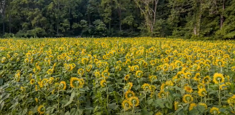 12 weeks Sunflowers:  The Diet Of Deer And Their Preferences