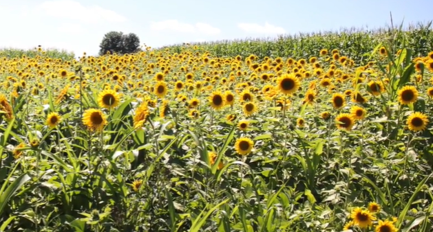 7 weeks Sunflowers,  as A Food Source For Deer