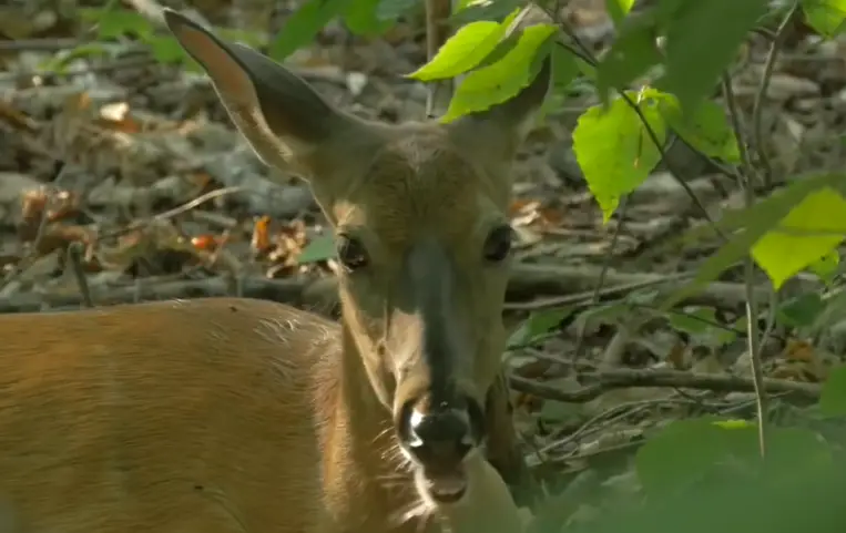 Do Deer Eat Soybeans? Understanding The Feeding Habits Of Deer