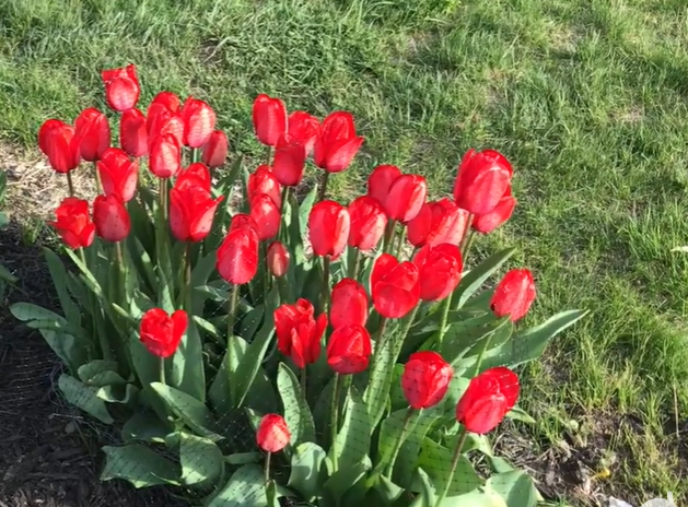 Implementing Proper Garden Maintenance Practices for Tulips
