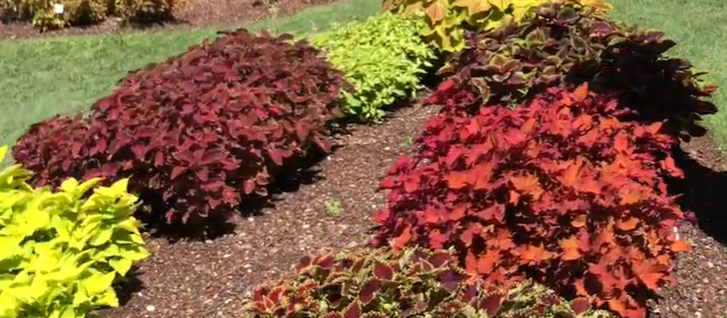Protecting Coleus Plants From Deer Damage