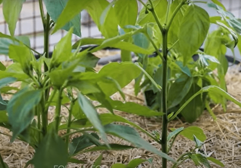 Do Deer Eat Pepper Plants?