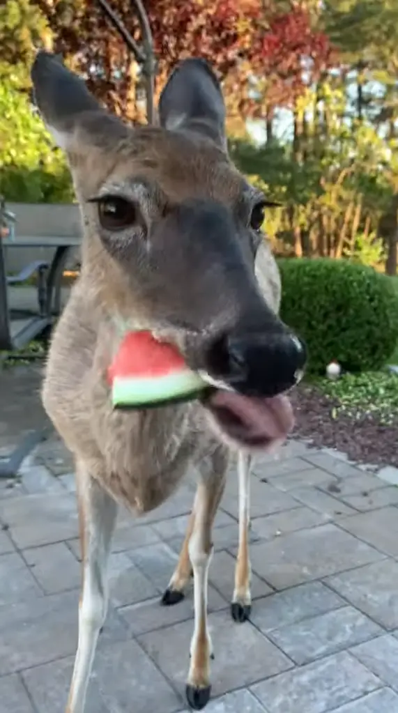 Relationship Between Deer And Watermelon