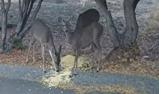 Why Do Deer Eat Popcorn? I see deer eating popcorn