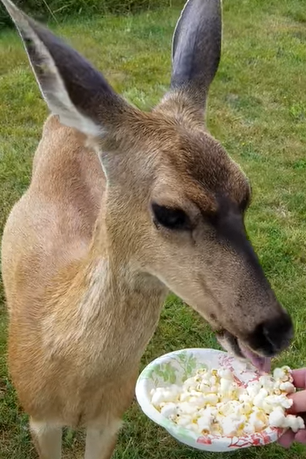 When To Feed Popcorn To Deer?
