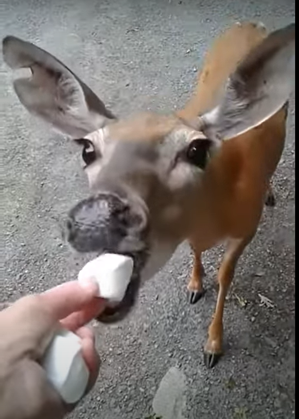 The Potential Appeal Of Marshmallows To Deer: Deer is eating marshmallows