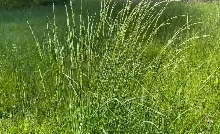 Understanding The Role Of Fescue Grass In Landscaping