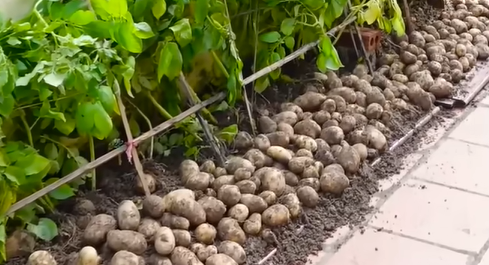 Economic Implications For Potato Farmers