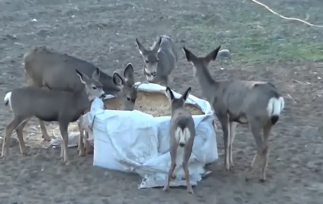 Understanding Deer Feeding Habits