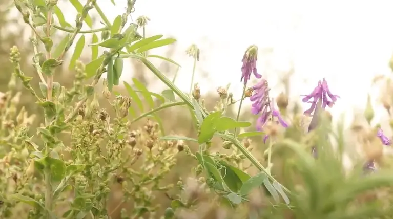 Why Hairy Vetch Is A Popular Choice For Forage