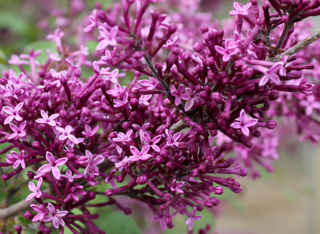 Why Lilacs Are Popular Among Gardeners