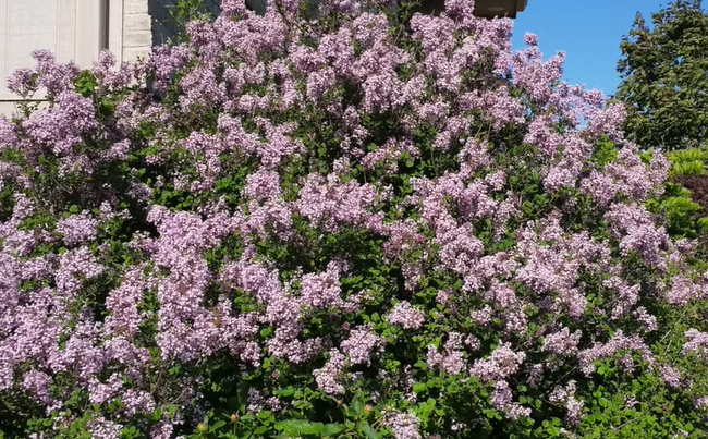 Benefits Of Growing Lilacs In Your Garden