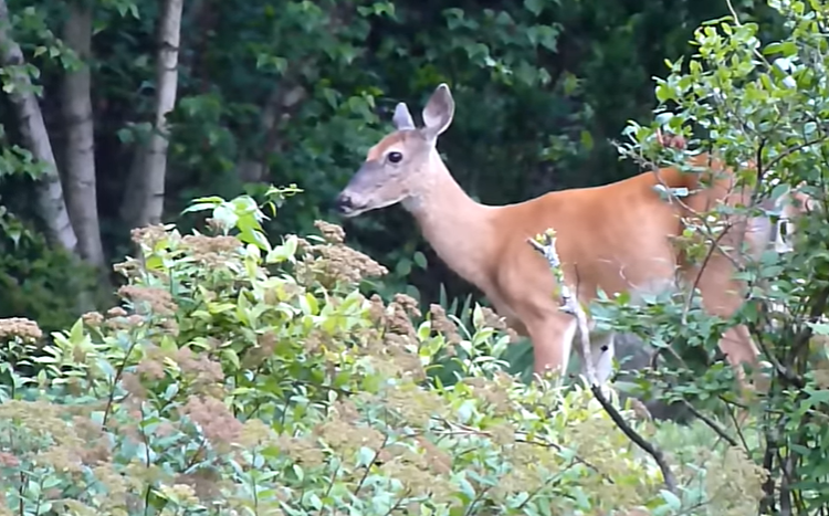 Do Deer Eat Black Eyed Susans? The Feeding Habits Of Deer
