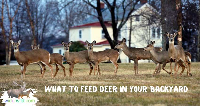 What to Feed Deer in Your Backyard?
