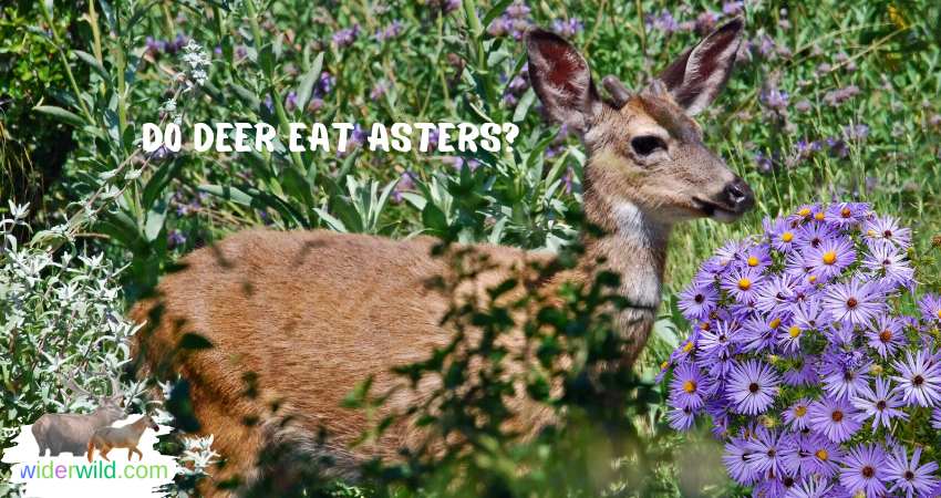Do Deer Eat Asters?