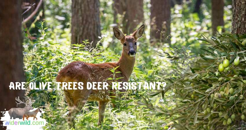 Are Olive Trees Deer Resistant?