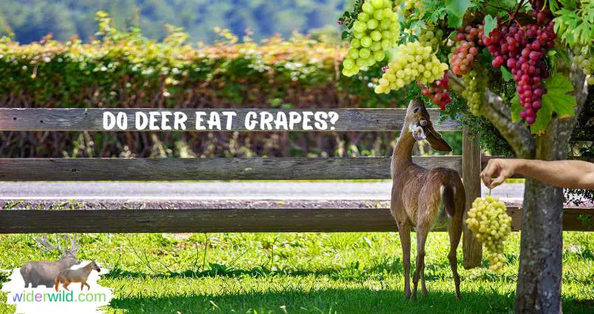 Do Deer Eat Grapes?