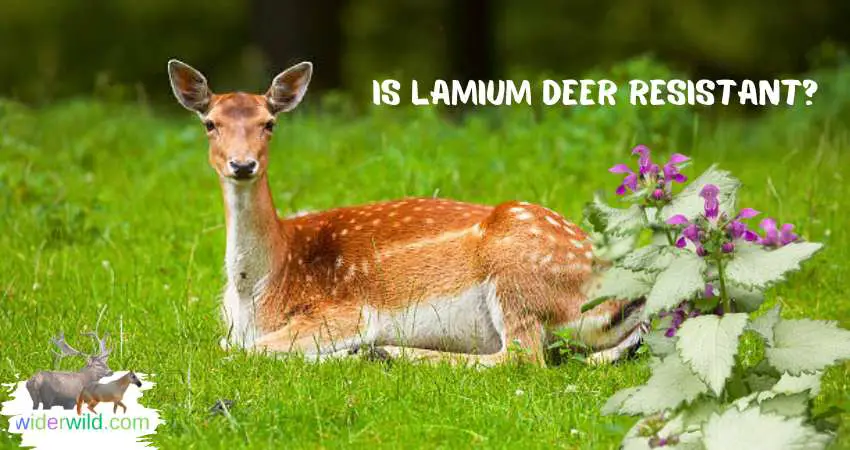 Is Lamium Deer Resistant?