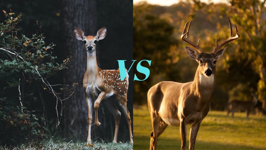 Key Differences Between Mule Deer And Deer