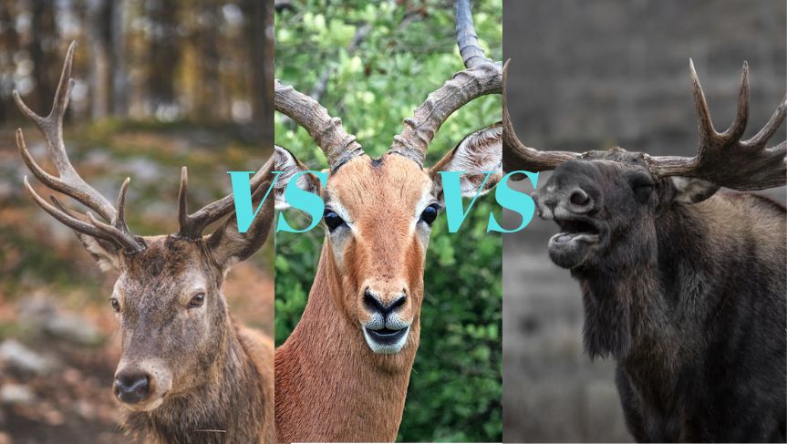 Reindeer vs. Deer vs. Elk