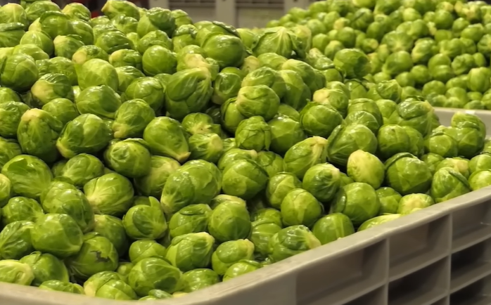 Do Deer Eat Brussels Sprouts? Seasonal Availability Of Food