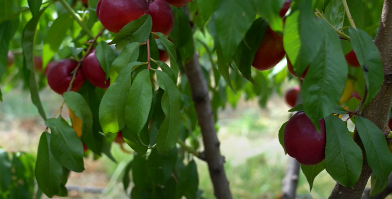 What Are Nectarines Good For?
