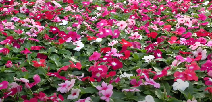 The Vinca Plant With Flower