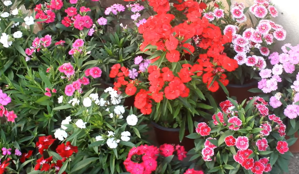 Do Deer Eat Dianthus? Overview Of The Dianthus Plant