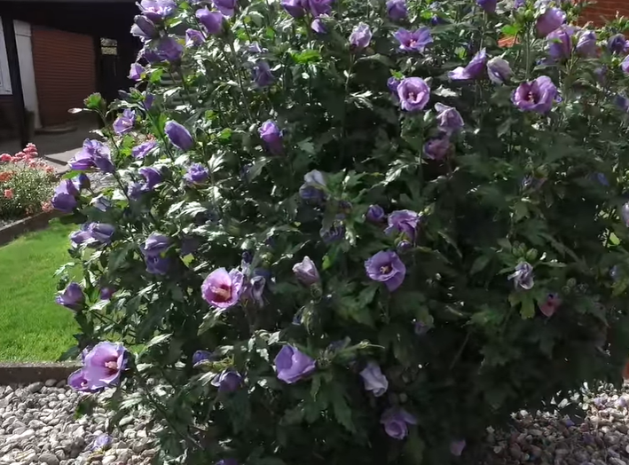 Features And Characteristics Of The Rose Of Sharon Plant
