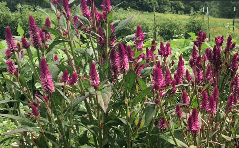 Celosia Flowers: An Overview