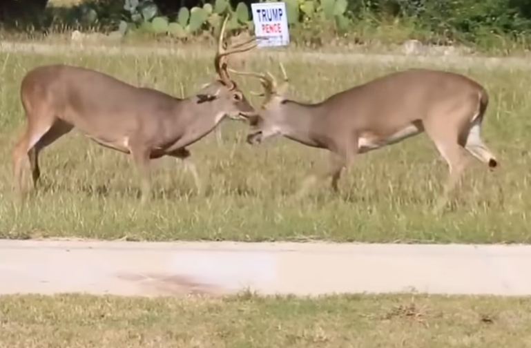 The Difference Between Deer and Buck