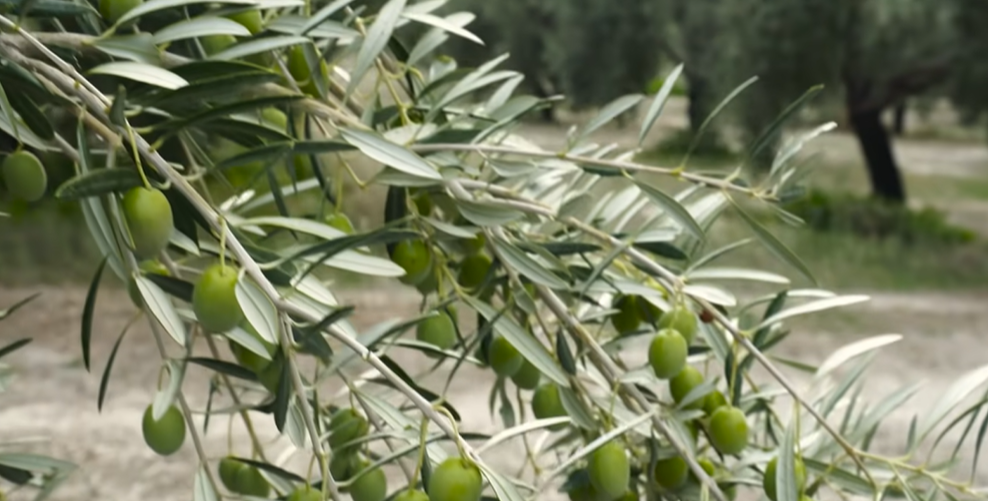 Are Russian Olive Trees Deer Resistant?