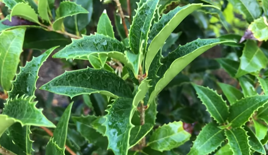 Are Tea Olive Trees Deer Resistant?