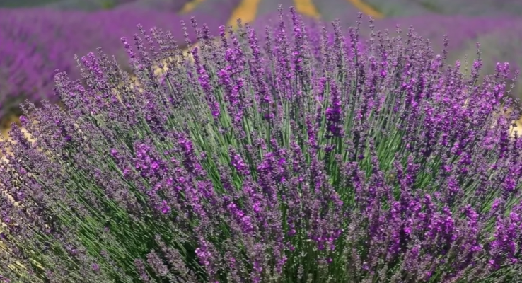The Beauty And Appeal Of Lavender